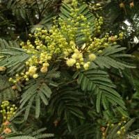 Acacia mearnsii De Wild.